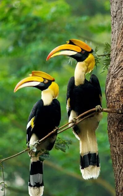 Kenali 10 Spesis Burung Kenyalang, 3 Daripadanya Paling Common Di Sarawak