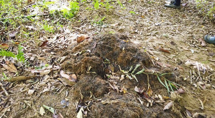Burung Enggang, Rafflesia, Pokok Belian, Terokai Hutan Royal Belum Perak Yang Berusia 130 Juta Tahun
