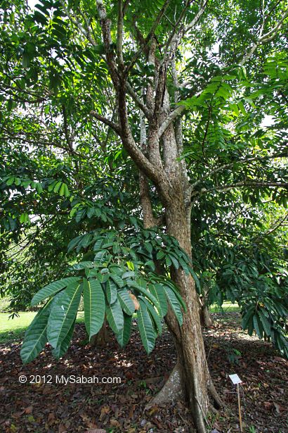 Isi Seperti Cempedak Kenali Buah Kesusu Yang Hanya Terdapat Di Borneo