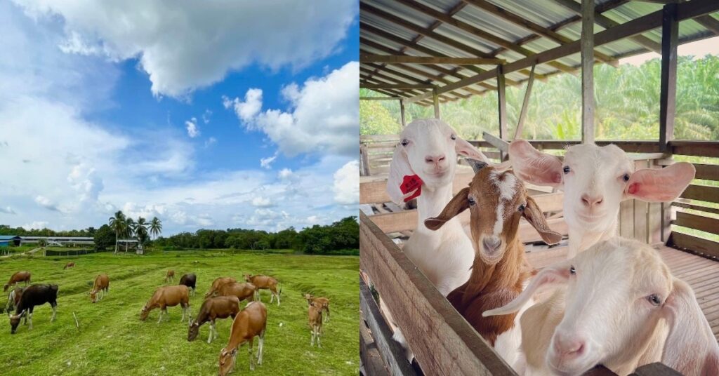 Tarikan Baru The Shepherd Farm Sarikei Ini Macam Ala-Ala Desa Dairy Farm Di Sabah