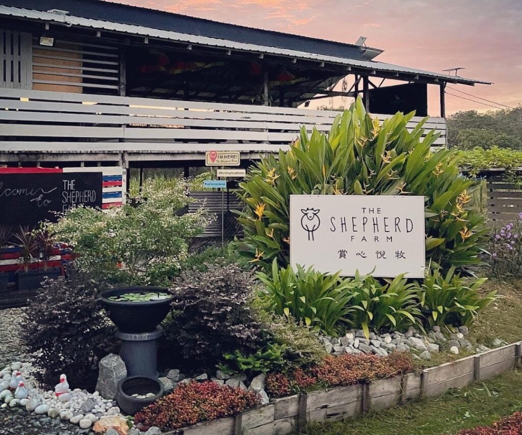 Tarikan Baru The Shepherd Farm Sarikei Ini Macam Ala-Ala Desa Dairy Farm Di Sabah