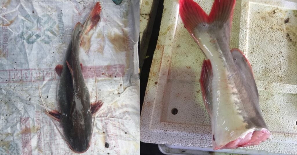 Species Pati, Ketahui Punca Bahaya Baung Ekor Merah Untuk Ekosistem Kita