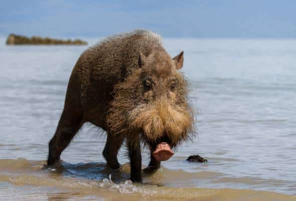 Digelar Haiwan 'Terhodoh' Dunia, Babi Berjanggut Ini Ditemui Di Pulau Borneo