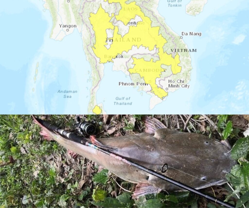 Species Pati, Ketahui Punca Bahaya Baung Ekor Merah Untuk Ekosistem Kita