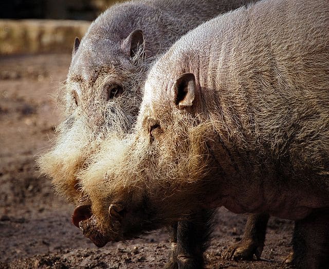 Digelar Haiwan 'Terhodoh' Dunia, Babi Berjanggut Ini Ditemui Di Pulau Borneo