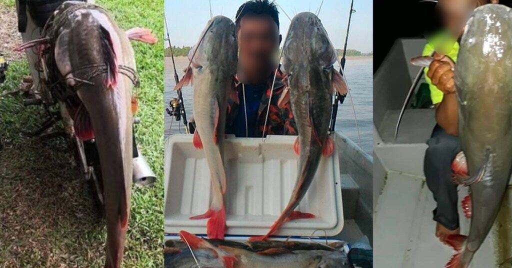 Species Pati, Ketahui Punca Bahaya Baung Ekor Merah Untuk Ekosistem Kita