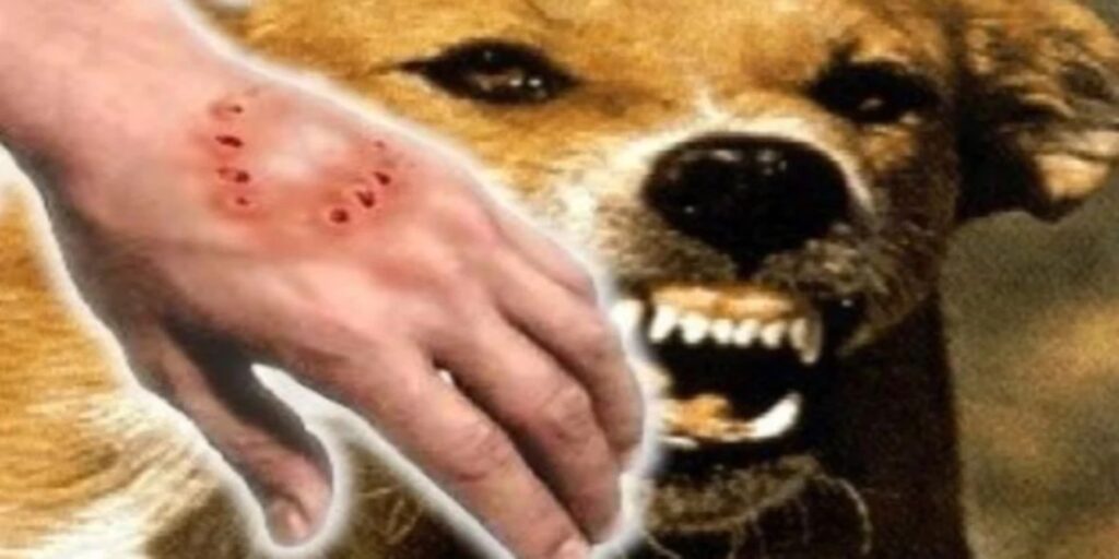 Sarawak Negeri Pertama Anjing Tempatan Dimasukkan Cip Untuk Kawal Rabies