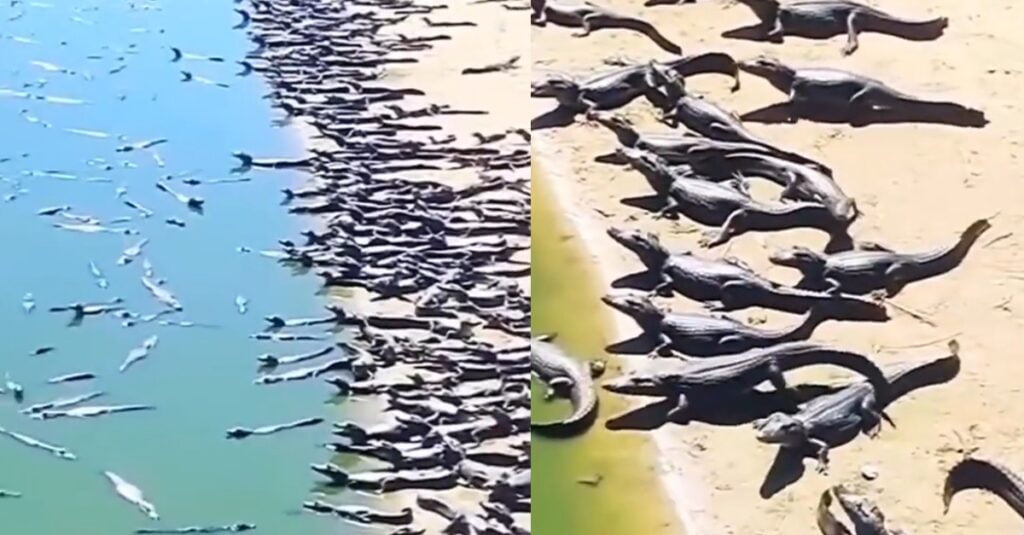 Tular Ribuan Buaya Membanjiri Sebuah Pantai Di Brazil Cetus Tanda Tanya