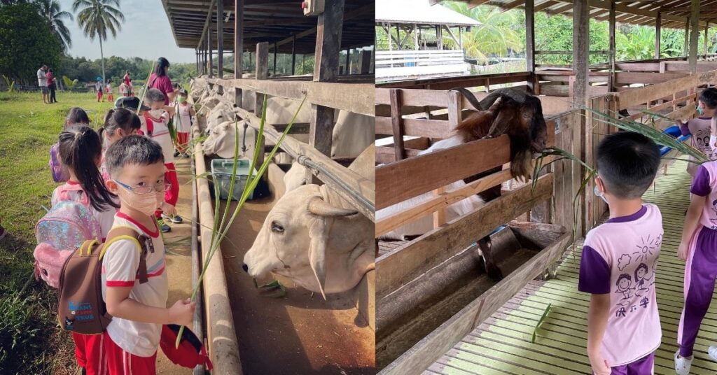 Tarikan Baru The Shepherd Farm Sarikei Ini Macam Ala-Ala Desa Dairy Farm Di Sabah
