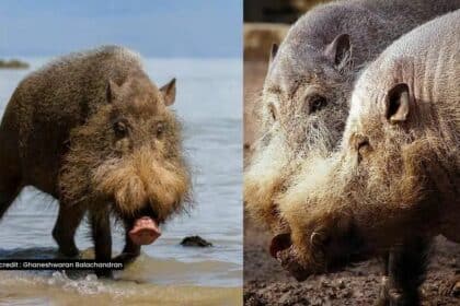 Digelar Haiwan 'Terhodoh' Dunia, Babi Berjanggut Ini Ditemui Di Pulau Borneo