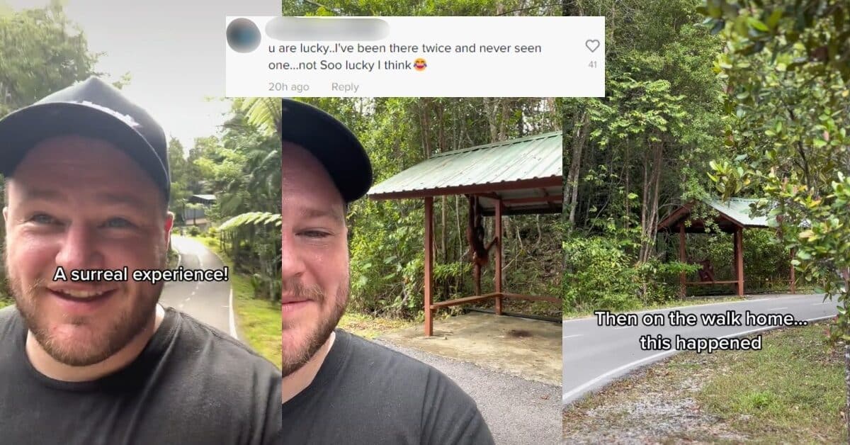 Sangat Bertuah, Mat Salleh Teruja Dapat Lihat Orang Utan Di Tepi Jalan Di Sarawak