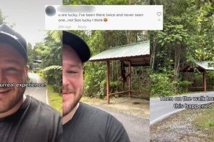 Sangat Bertuah, Mat Salleh Teruja Dapat Lihat Orang Utan Di Tepi Jalan Di Sarawak
