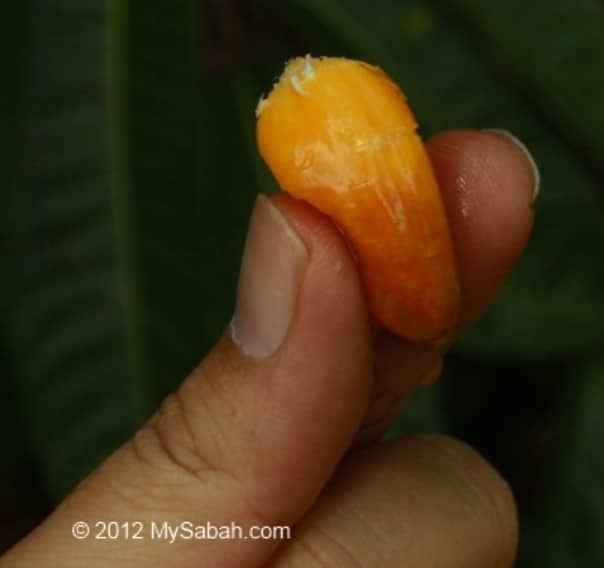 Isi Seperti Cempedak Kenali Buah Kesusu Yang Hanya Terdapat Di Borneo