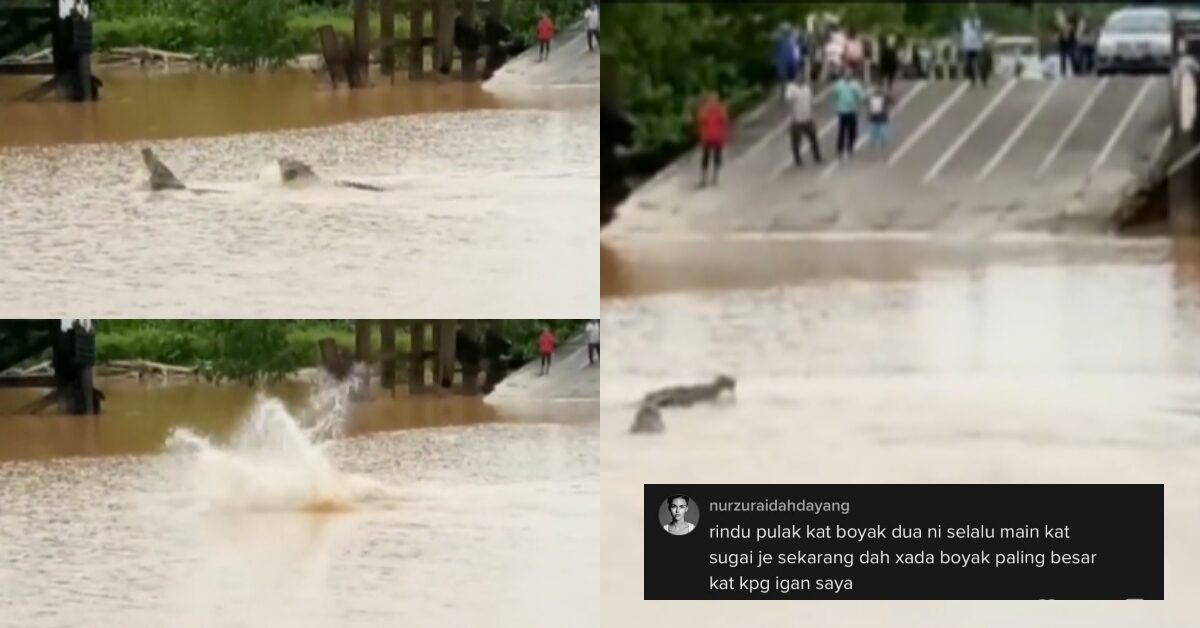 Tular 2 Buaya 'Bergurau' Di Feri Sungai Batang Igan Sempat Dirakam Netizen
