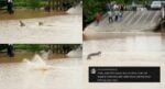 Tular 2 Buaya 'Bergurau' Di Feri Sungai Batang Igan Sempat Dirakam Netizen