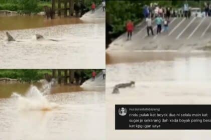 Tular 2 Buaya 'Bergurau' Di Feri Sungai Batang Igan Sempat Dirakam Netizen