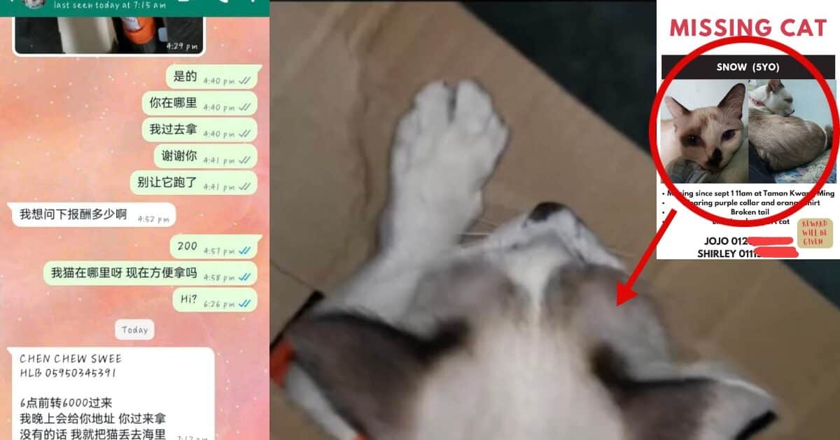 Ugut Lempar Kucing Peliharaan Ke Sungai, Penculik Minta Wang Tebusan Sebanyak RM6K Di Kuching