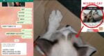 Ugut Lempar Kucing Peliharaan Ke Sungai, Penculik Minta Wang Tebusan Sebanyak RM6K Di Kuching
