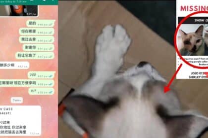 Ugut Lempar Kucing Peliharaan Ke Sungai, Penculik Minta Wang Tebusan Sebanyak RM6K Di Kuching