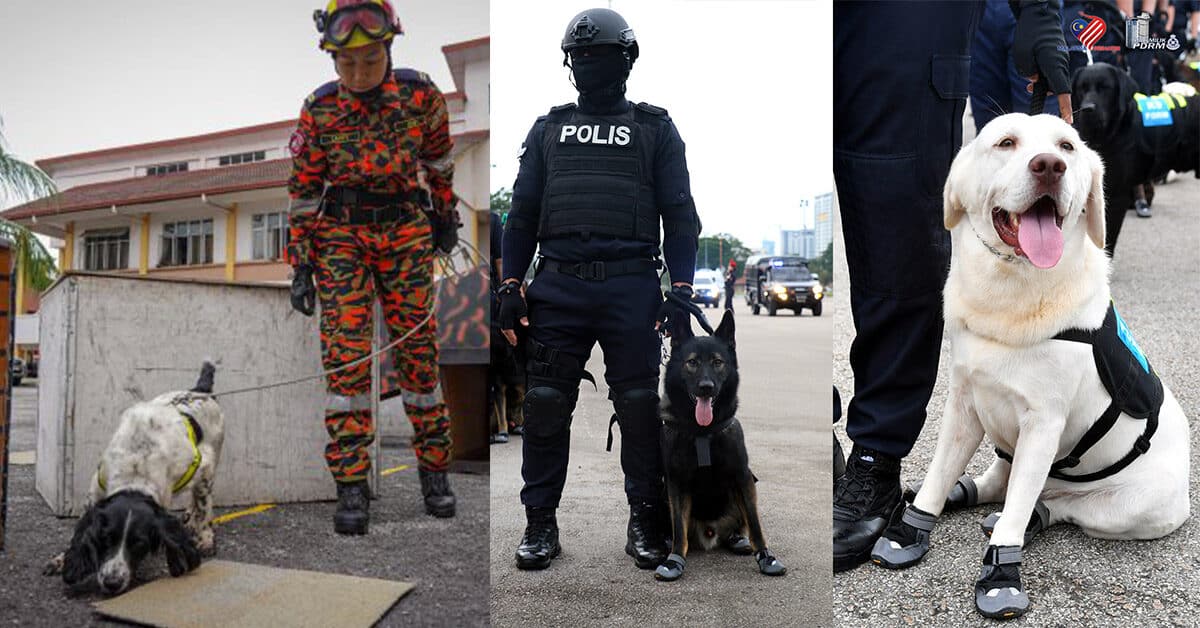 Unit 'Kegemaran' Netizen Malaysia, Ini 4 Fakta Menarik Tentang Unit K9