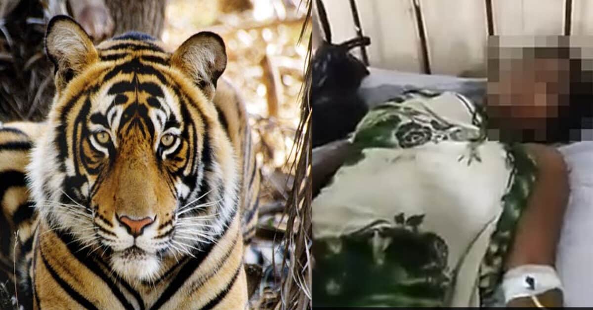 Demi Selamatkan Anak, Wanita Dari India Ini Lawan Harimau Dengan Hanya Tangannya
