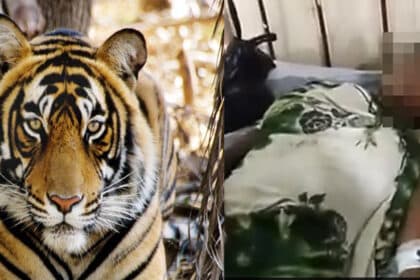 Demi Selamatkan Anak, Wanita Dari India Ini Lawan Harimau Dengan Hanya Tangannya