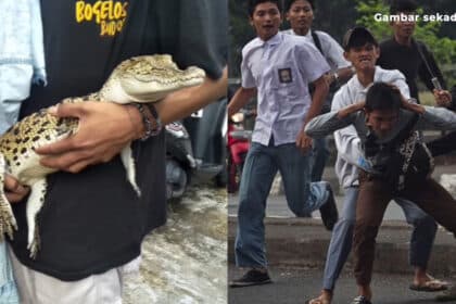 Sekumpulan Pelajar Di Indonesia Bergaduh, Salah Seorang Bawa Anak Buaya Sebagai 'Senjata'