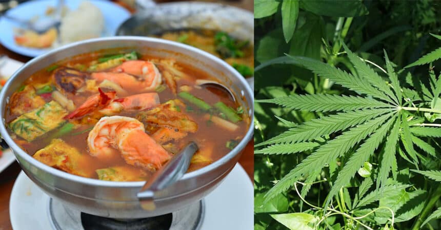 Disangka Sayur Kangkung, Keluarga Ini Termakan Ganja Semasa Bercuti Di Thailand