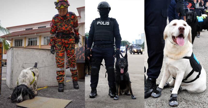 Unit 'Kegemaran' Netizen Malaysia, Ini 4 Fakta Menarik Tentang Unit K9 Di Malaysia