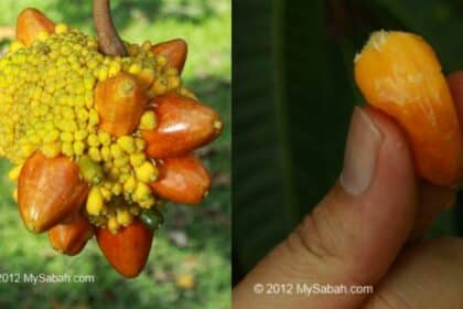 Isi Seperti Cempedak Kenali Buah Kesusu Yang Hanya Terdapat Di Borneo