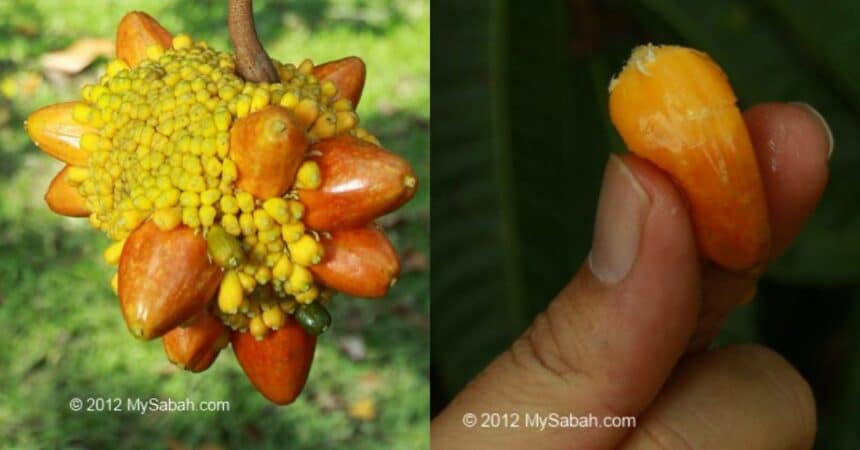 Isi Seperti Cempedak Kenali Buah Kesusu Yang Hanya Terdapat Di Borneo