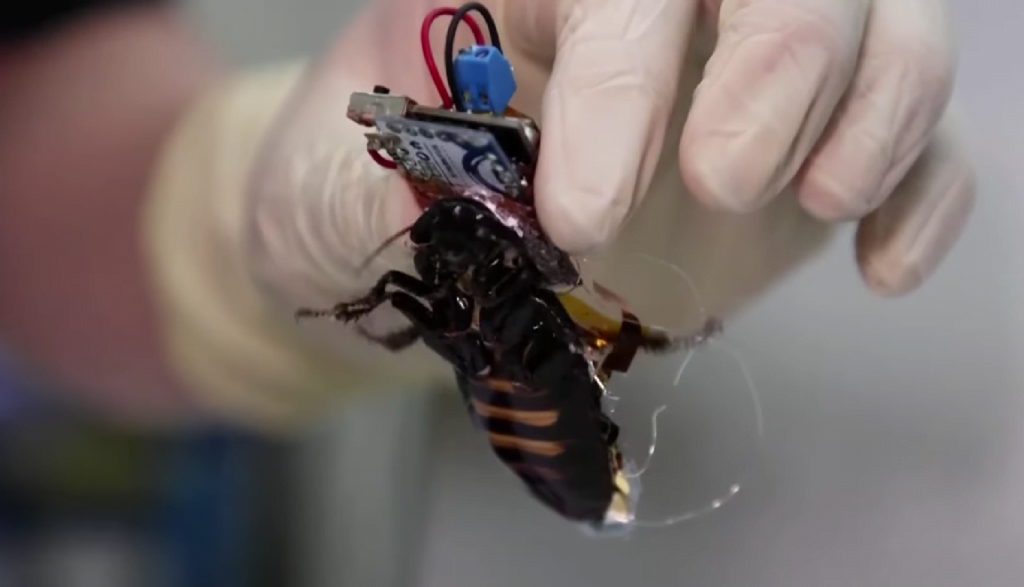 Kenali Lipas Cyborg Hasil Ciptaan Saintis Jepun Bantu Mengesan Bahaya Berhampiran