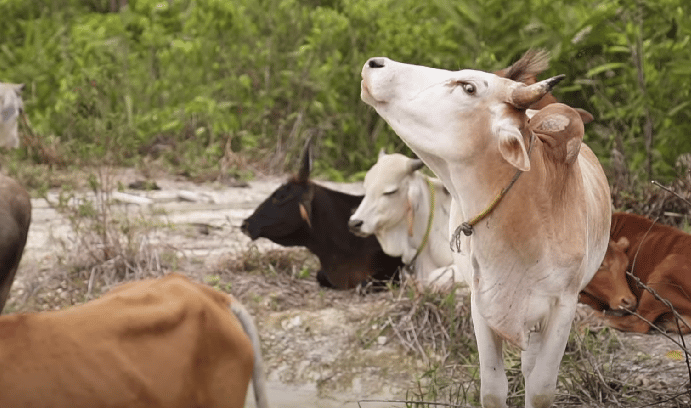 Tak Perlu Merantau, Pemuda Debak Ini Buktikan Kerja Sebagai Penternak Lembu Boleh Berjaya