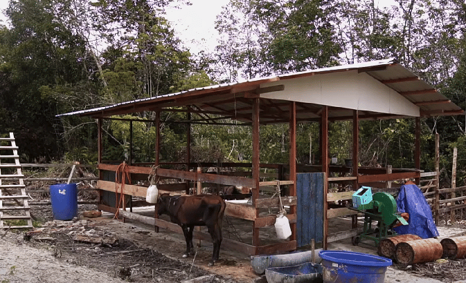 Tak Perlu Merantau, Pemuda Debak Ini Buktikan Kerja Sebagai Penternak Lembu Boleh Berjaya