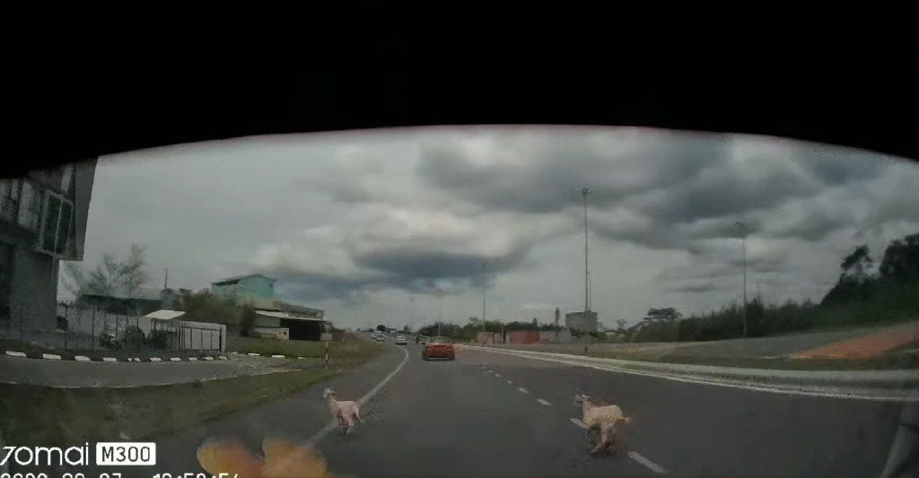 Hampir Kemalangan, Kambing Berkeliaran Di Jalan Bypass Miri Ini Sempat Dirakam Netizen