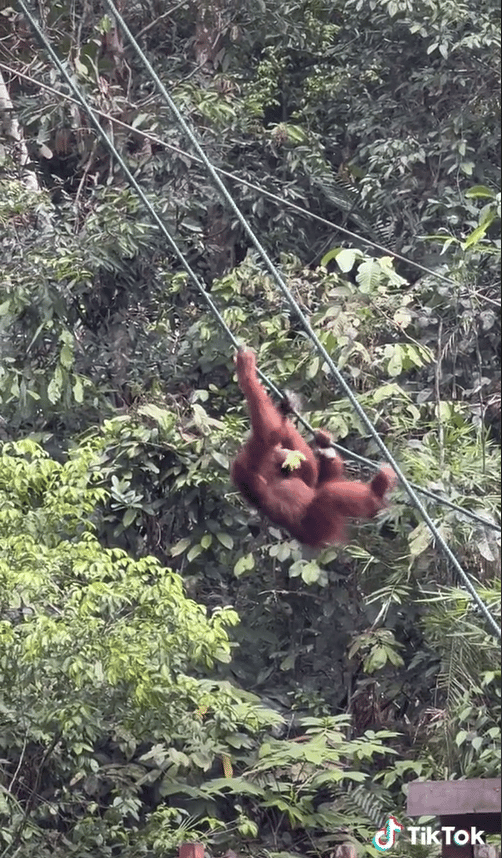 Tak Sangka Dapat Lihat Orang Utan Tepi Jalan Di Sarawak, Mat Salleh Merasa Bertuah