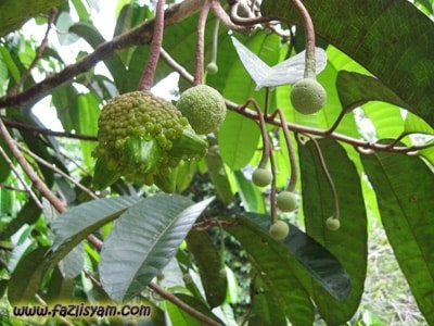 Isi Seperti Cempedak Kenali Buah Kesusu Yang Hanya Terdapat Di Borneo