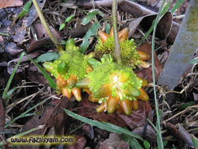 Isi Seperti Cempedak Kenali Buah Kesusu Yang Hanya Terdapat Di Borneo
