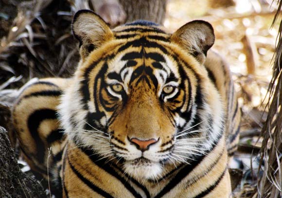 Demi Selamatkan Anak, Wanita Dari India Ini Lawan Harimau Dengan Hanya Tangannya