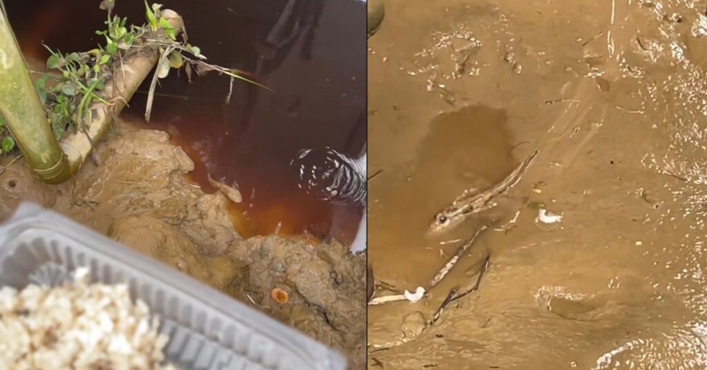 Tular Video Wanita Sarawak Panggil Ikan Tembakul Tepi Sungai Dengan Panggilan Mak Kundur