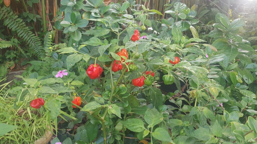 Seakan-akan 'Carolina Reaper', Kenali Cabik Geronong Antara Cili Terpedas Di Sarawak.