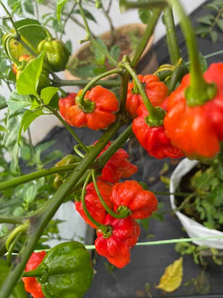 Seakan-akan 'Carolina Reaper', Kenali Cabik Geronong Antara Cili Terpedas Di Sarawak.