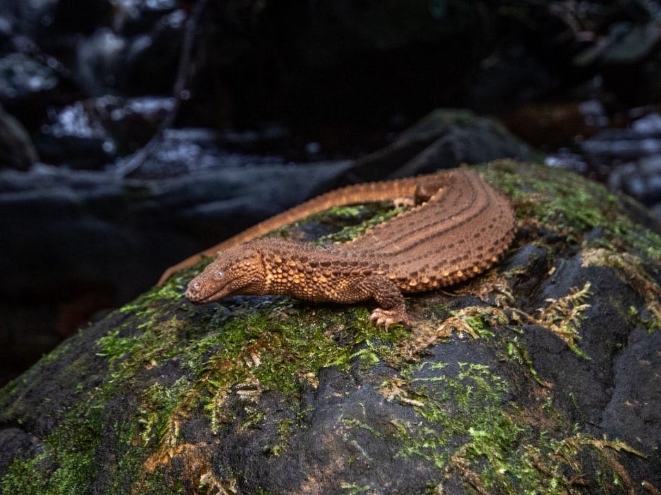 Penemuan Fosil Hidup, Biawak Tanpa Telinga Di Temburong