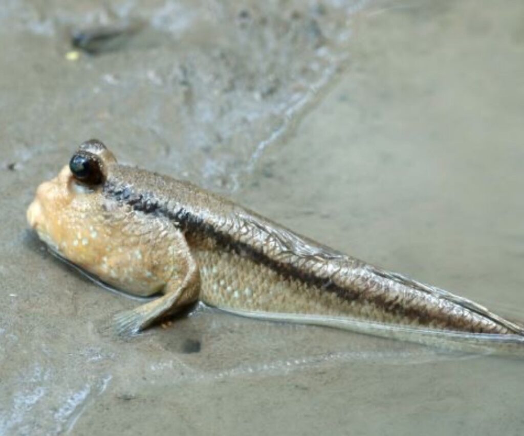 Tular Video Wanita Sarawak Panggil Ikan Tembakul Tepi Sungai Dengan Panggilan Mak Kundur
