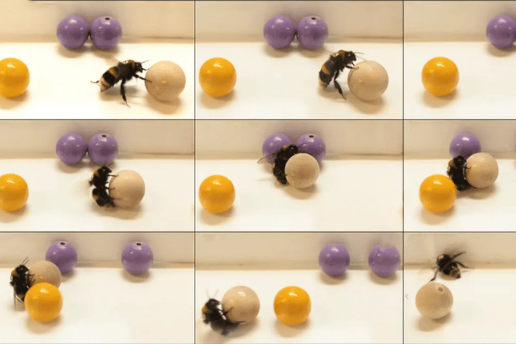 Lakukan Kajian Ke Atas Lebah, Saintis Dapati Lebah Boleh Bermain Bola Sepak