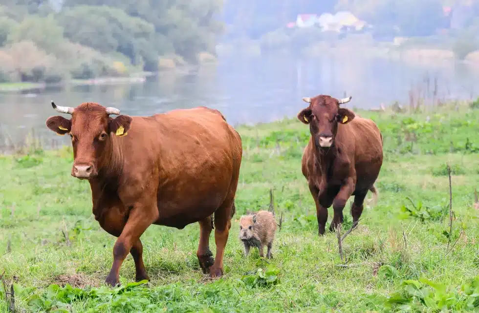 Anak Khinzir Yang Sesat Ini Jadi 'Anak Angkat' Sekumpulan Lembu Di Jerman