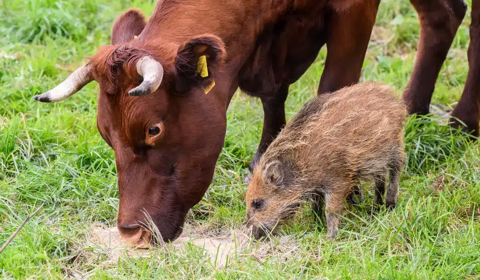 Anak Khinzir Yang Sesat Ini Jadi 'Anak Angkat' Sekumpulan Lembu Di Jerman