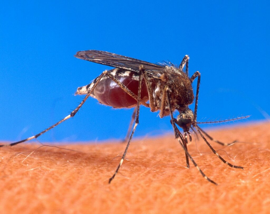 Sering Digigit Nyamuk? Ini Antara Sebab Kenapa Nyamuk Lebih Tertarik Dengan Anda