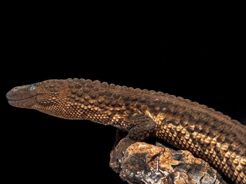 Penemuan Fosil Hidup, Biawak Tanpa Telinga Di Temburong