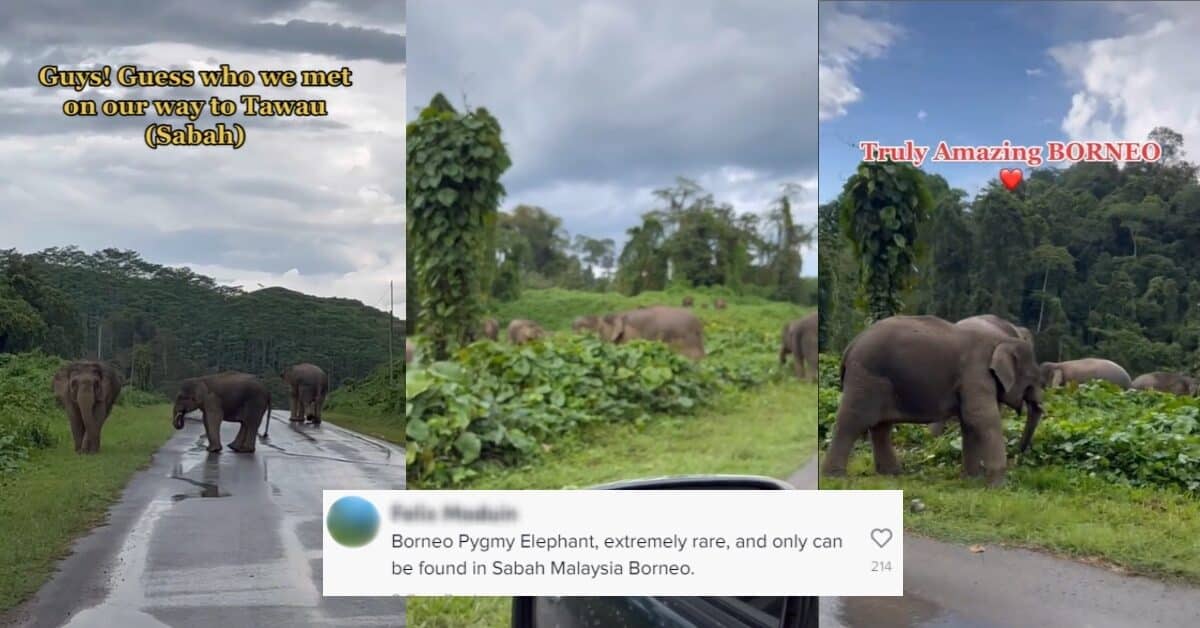 Gajah Pygmy Santai Di Tepi Jalan, Wanita Ini Teruja Dalam Perjalanan Ke Tawau